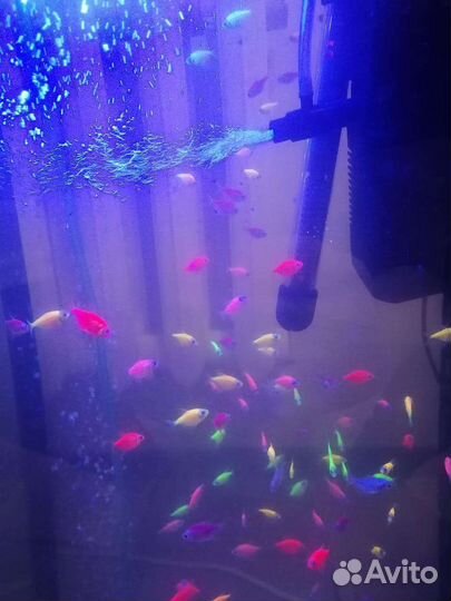 Аквариумные рыбки Тернеция