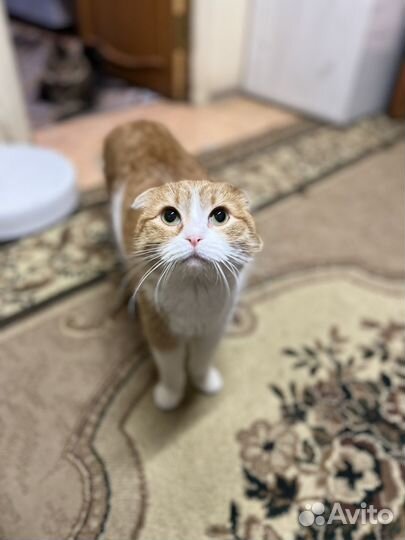 Котик в добрые руки