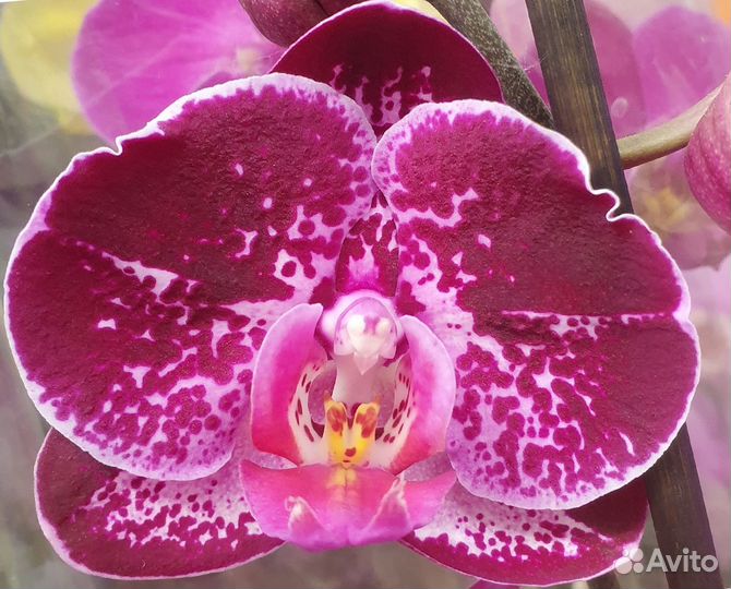 Орхидея фаленопсис Супер Бьютифул /Super Beautiful