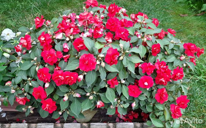 Бальзамин ампельный махровый