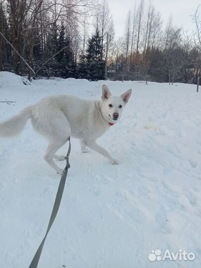 Белоснежная собака Луми ищет дом