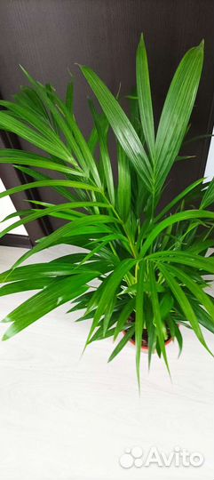 Пальма арека, высота 100см