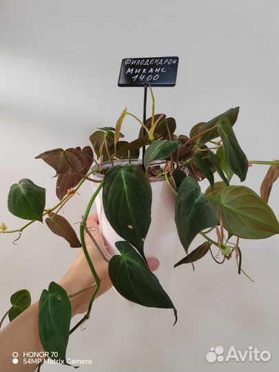 Филодендрон миканс