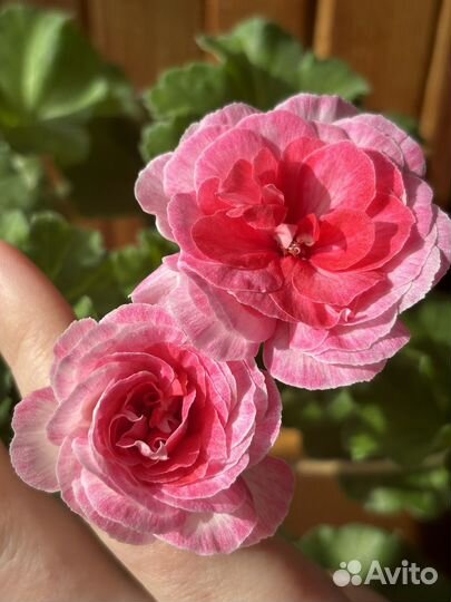 Сим Диадема сортовая пеларгония (герань)