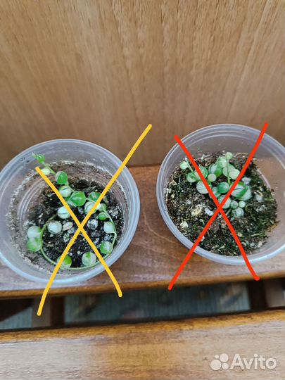 Цветы разные (часть 4) и семена