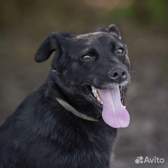 Лилит, 2 года, стерилизована