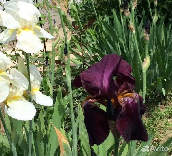 Ирисы бородатые