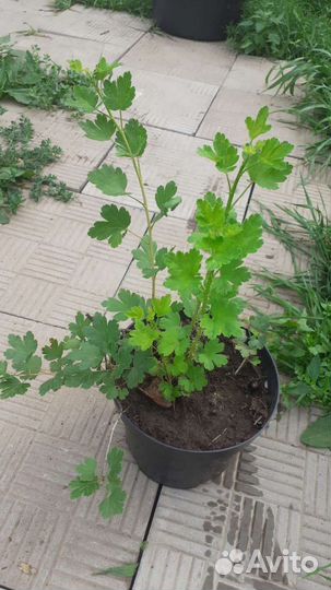 Бесшипый крыжовник