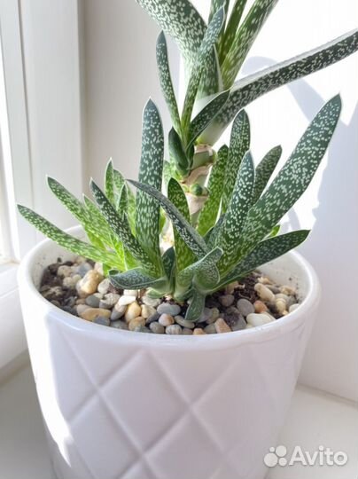 Суккуленты гастерия