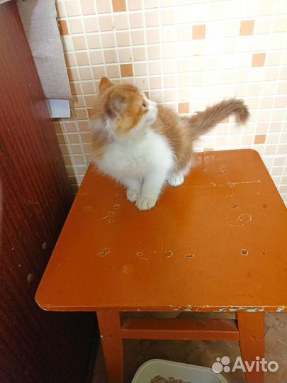 Пушистая девчушка