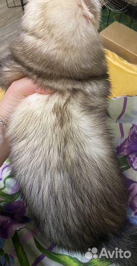 Вязка хорька