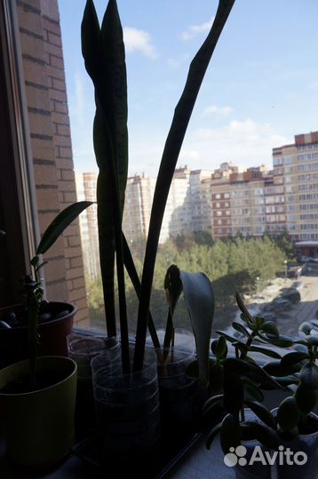 Толстянка (денежное дерево) тещин язык(Сансевиерия