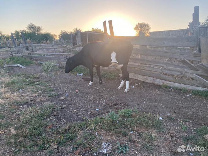 Корова стельная дойная