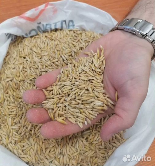 Сахарная свёкла, Сахарная свёкла на корм