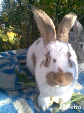 Самцы и самки 5-6 месячные