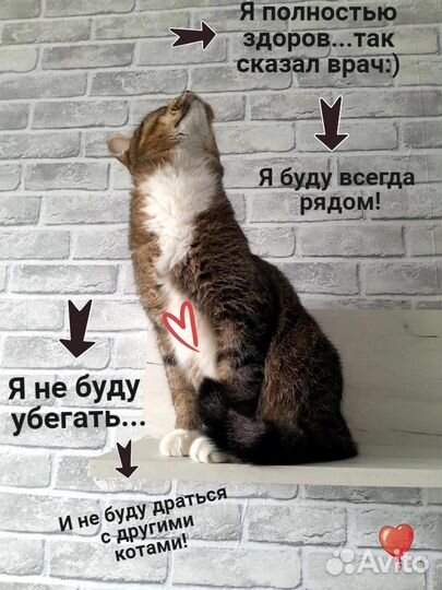 Молодой котик ищет дом