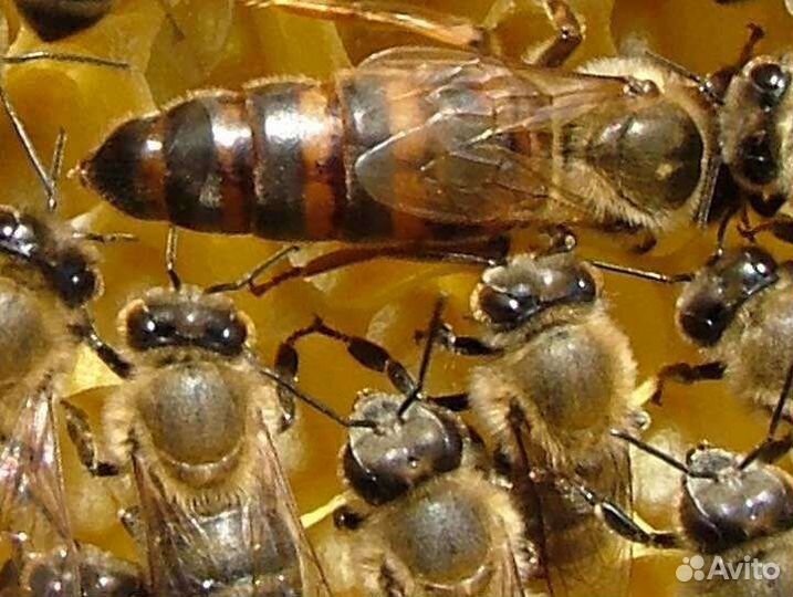 Пчелы породы карника, блекфаст