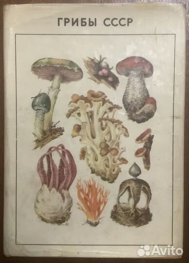 Грибы СССР справочник