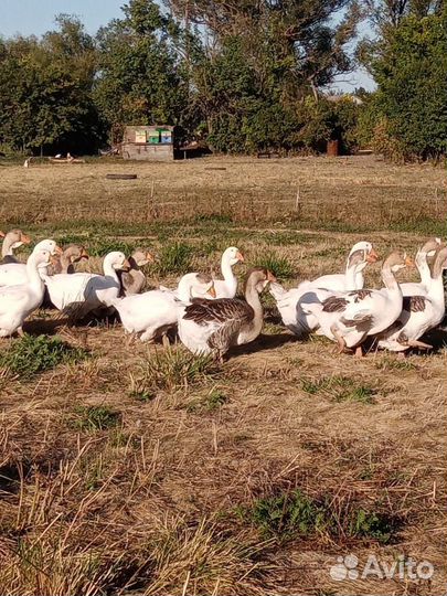 Холмогорские гуси