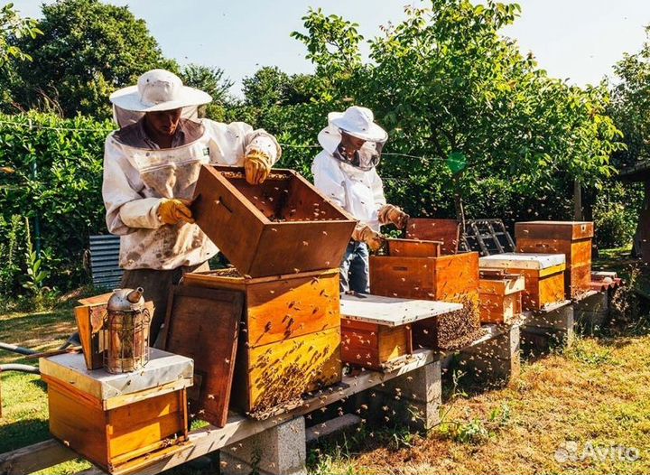 2024 Мёд натуральный с Алтая опт