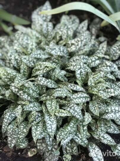 Многолетние садовые цветы