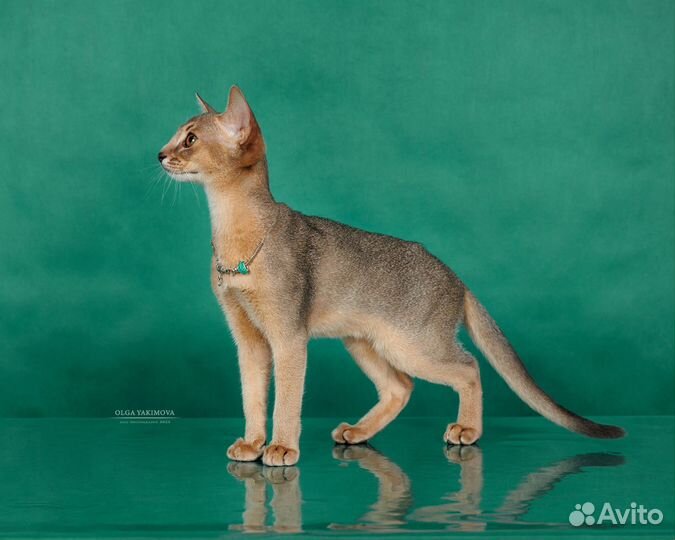 Elegant PET