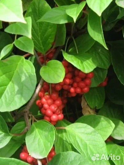 Лимонник китайский