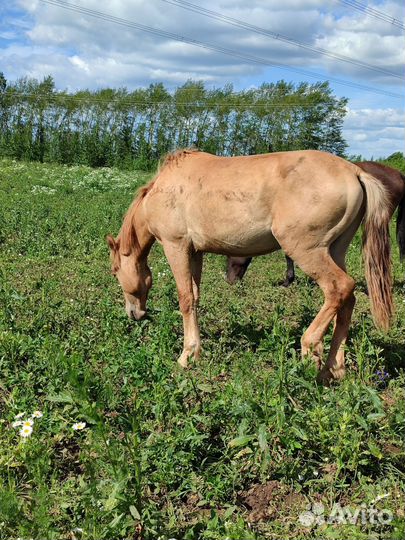 Жеребята, жеребчики
