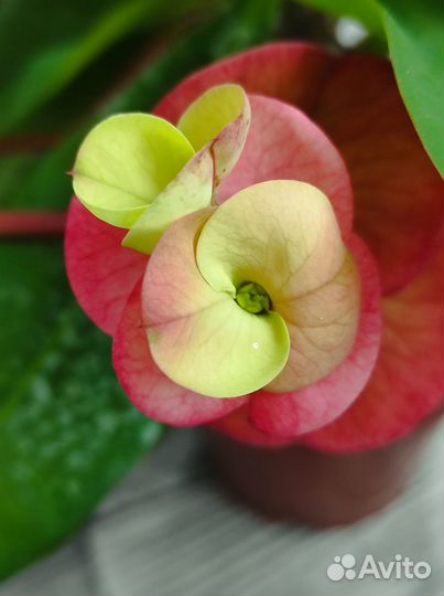 Продам комнатные растения