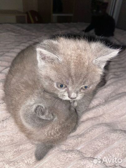 Британская