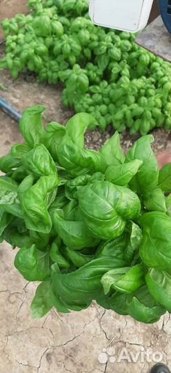 Свежие овощи, зелень с теплицы