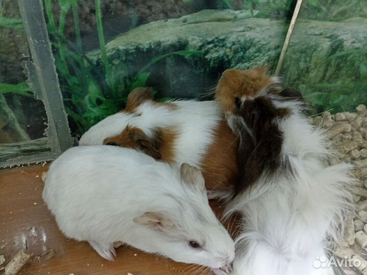 Свинки Морские