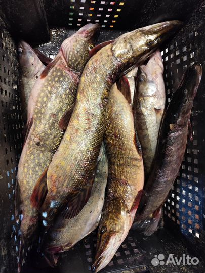 Свежая рыба