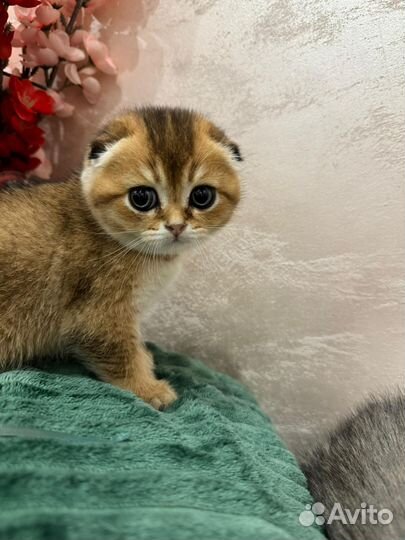 Шотландская вислоухая