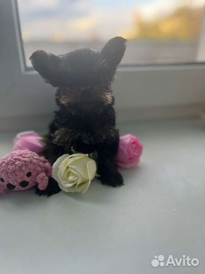 Йоркширский терьер мини