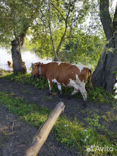 Корова высокоудойная