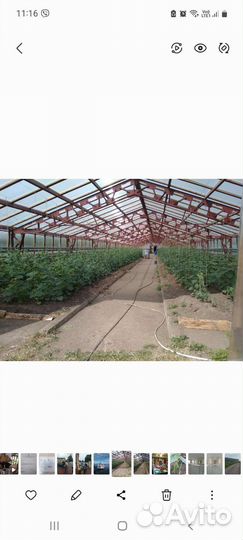 Аренда теплицы для выращивания зелени круглый год