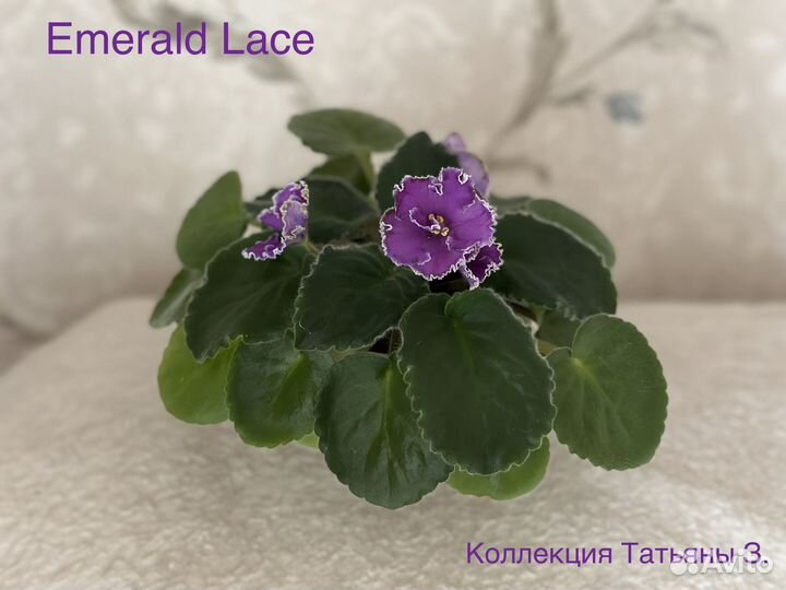 Фиалки сортовые