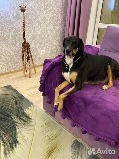 Кобель 5лет в добрые руки