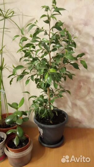 Фикус бенджамина, циперус, толстянка