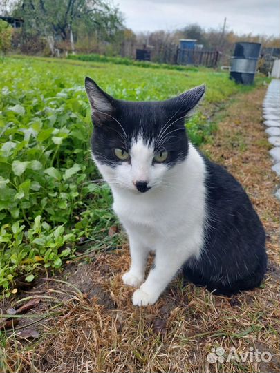 Ласковый молодой котик в добрые руки