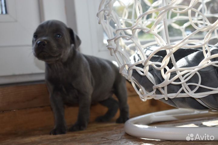 Стаффордширский бультерьер щенки