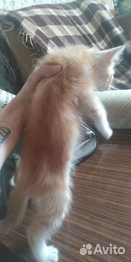 Рыжий мраморный котенок в дар