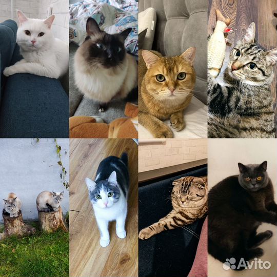 Передержка животных на время отпуска