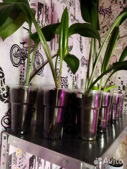 Эухарис амазонская лилия