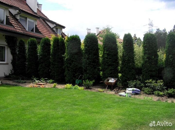 Туи вип класса