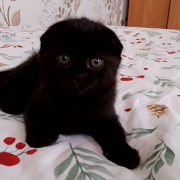 Шотландский вислоухий короткошёрстный котёнок