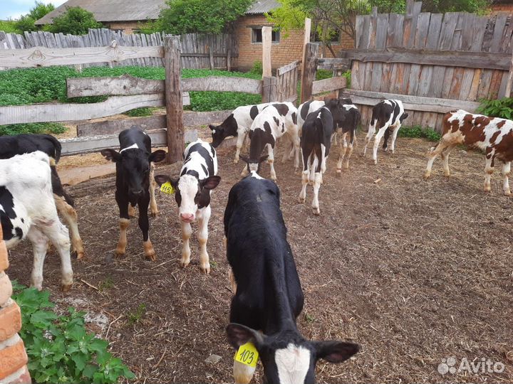 Бычки телята тёлочки