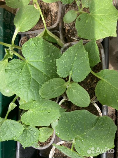 Рассада огурцов