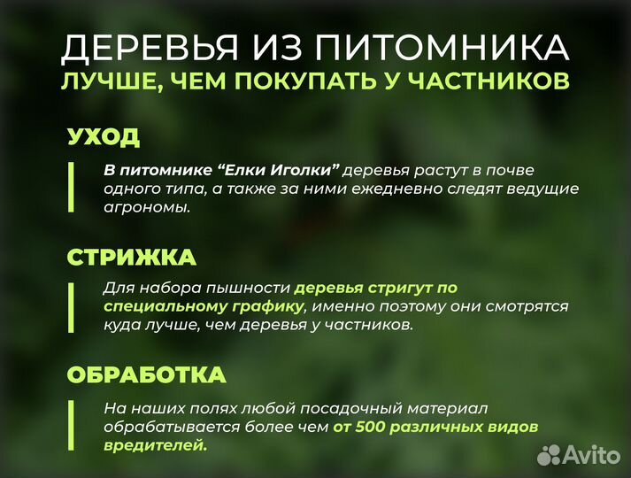 Ель Голубая 2,5 м